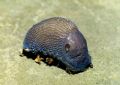 Bielzia coerulans Bielz 1851
